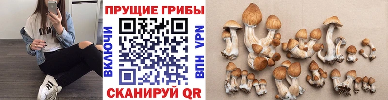 Псилоцибиновые грибы Cubensis  Ершов 